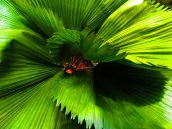 Close-up of green leaves on plant