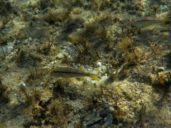 View of fish in sea