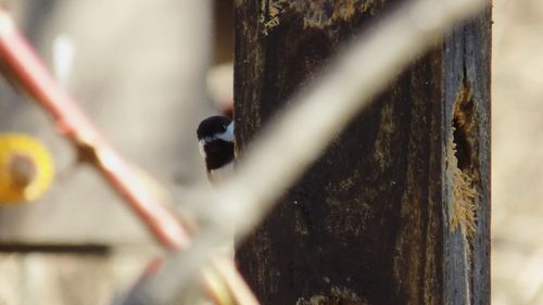 Close-up of plant