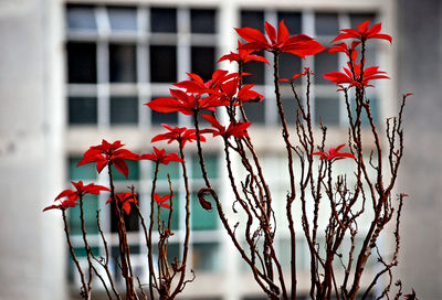 Close-up of red flowers blooming outdoors