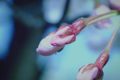 Close-up of pink rose flower bud