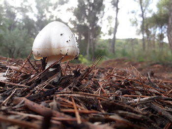 Close-up of mushroom growing on field