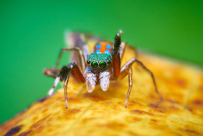 Close-up of spider