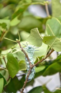 Close-up of insect on leaf