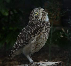 Close-up of owl perching outdoors