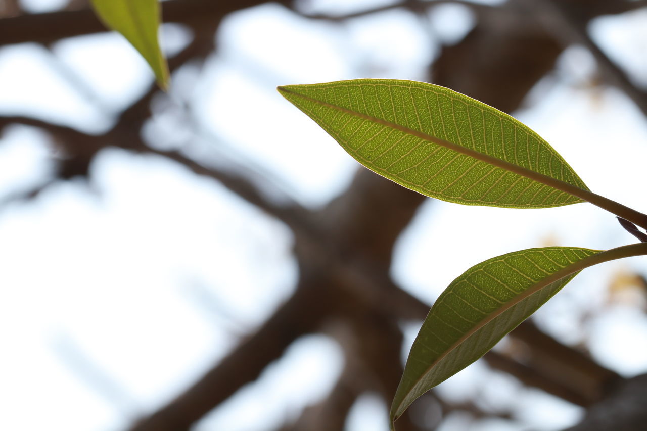 Plumeria leaves