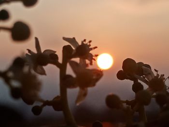 Close-up of silhouette flowering plant against sky during sunset