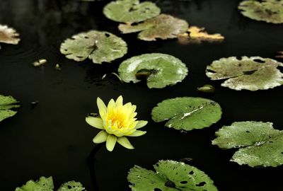 Close-up of lotus water lily in lake