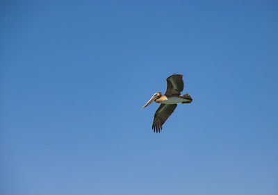 Low angle view of bird flying against clear blue sky