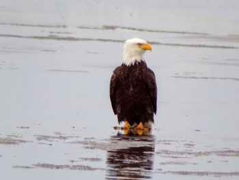 Bird perching on a lake