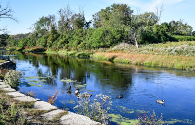 View of birds in lake