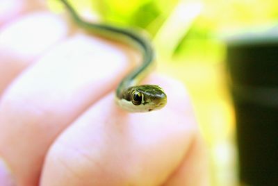 Close-up of frog on leaf