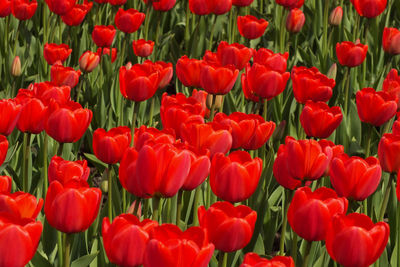 Close-up of red tulips in field