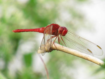 Close-up of dragonfly on flower