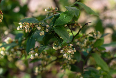 plant