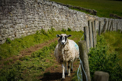 Portrait of sheep standing in farm