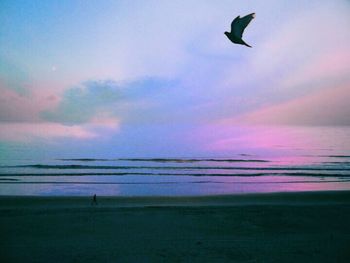 Bird flying over sea