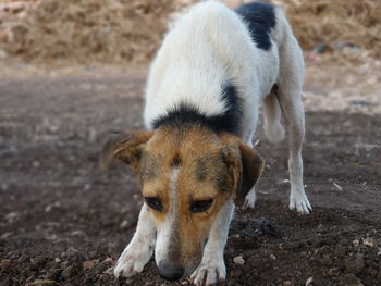 Close-up of stray dog sniffing on field