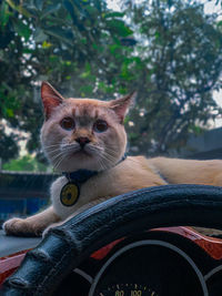 Cat sitting on a car