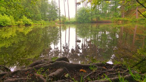 Reflection of trees in lake