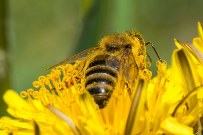 Close-up of bee pollinating on yellow flower