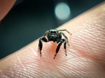 Close-up of spider on hand