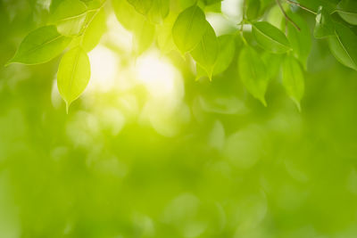 Close-up of fresh green leaves