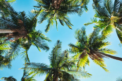 Low angle view of coconut palm tree against sky