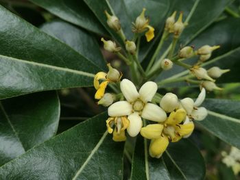 Close-up of yellow flowering plant