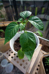 High angle view of potted plant leaves