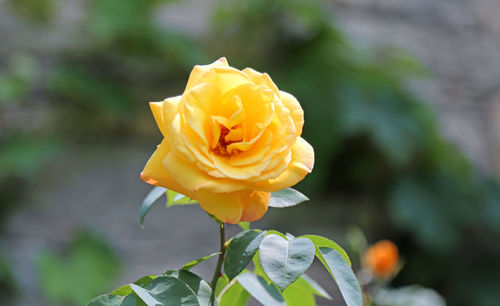 Close-up of yellow rose