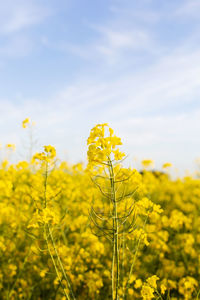 Yellow flowering plants on field against sky