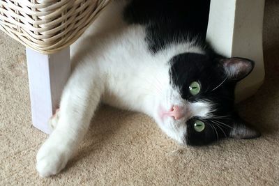 Close-up portrait of cat