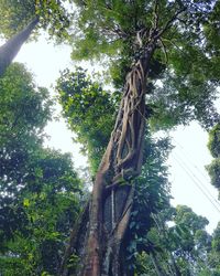 Low angle view of trees against the sky