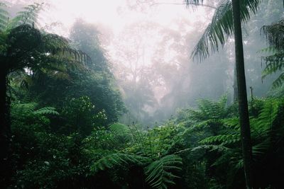 Trees in forest against sky