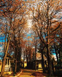 Trees in park