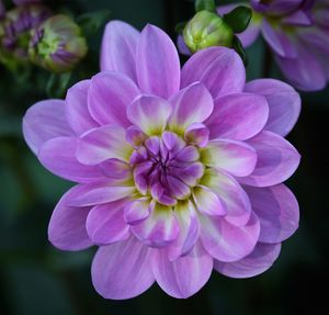 Close-up of pink dahlia flower