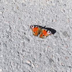 High angle view of insect