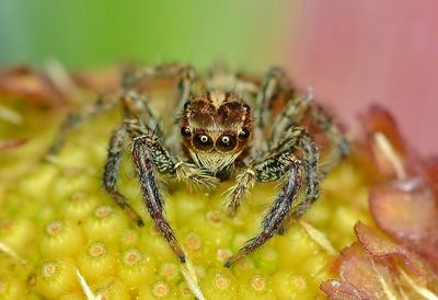 Close-up of spider