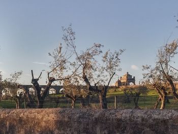 Trees and plants on field against sky