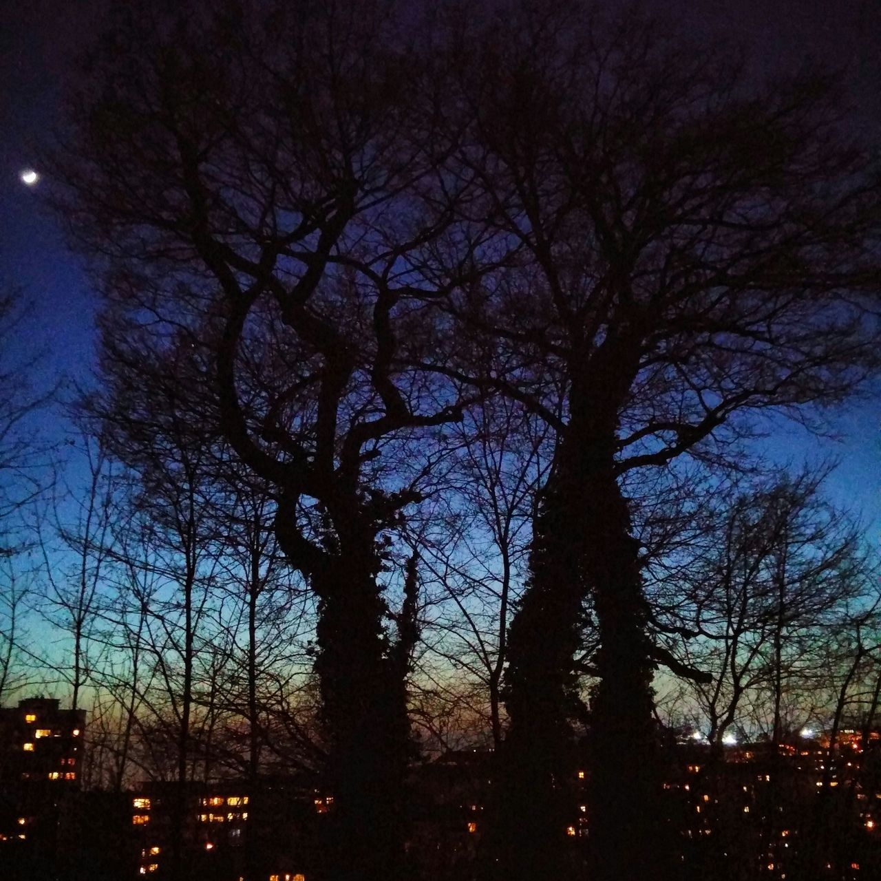 tree, low angle view, night, bare tree, branch, silhouette, illuminated, sky, growth, nature, dusk, outdoors, tranquility, tree trunk, no people, clear sky, dark, beauty in nature, scenics, tall - high