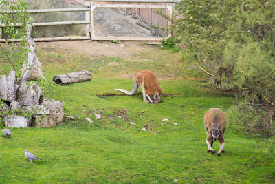 Kangaroo in a field