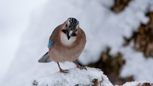 Close-up of a bird perching on snow