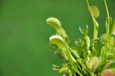 Close-up of venus flytrap plant