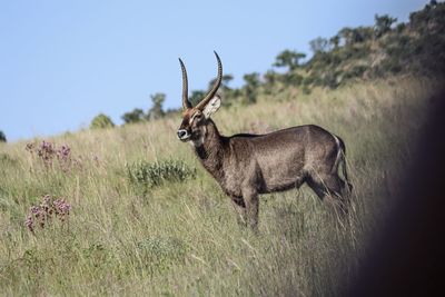 View of deer on field