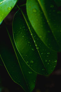 Close-up of raindrops on leaves