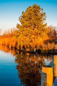 Autumn tree by lake against sky