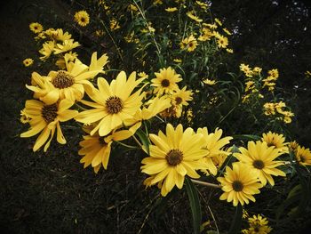 Close-up of yellow flowers