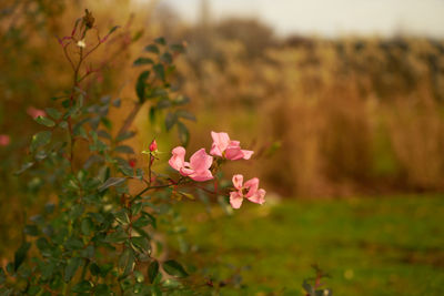 Close-up of pink flowering plants on field