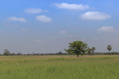 Scenic view of field against sky